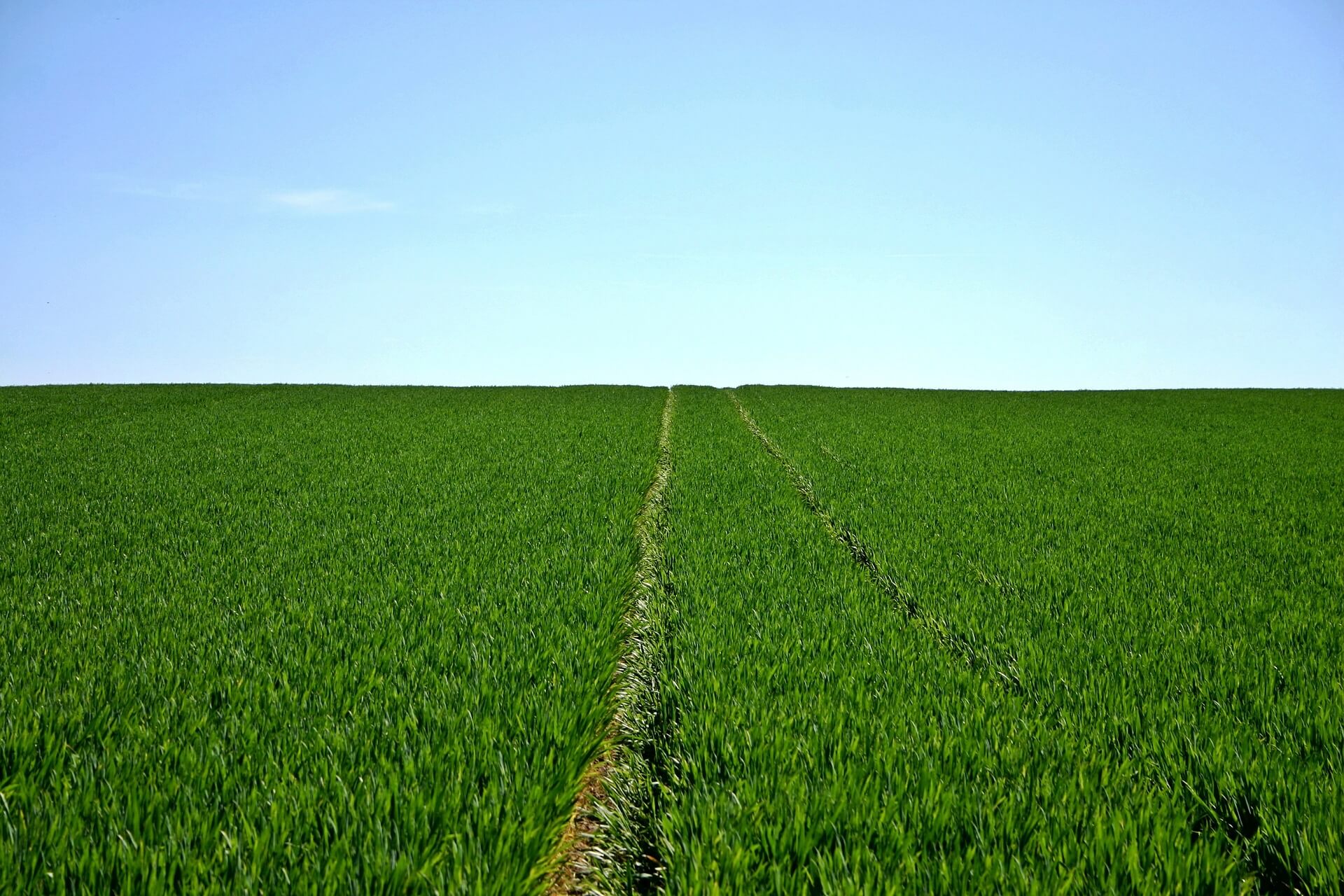 A cereal field, with plentiful crops.